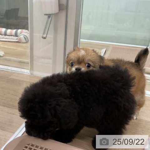 チワワの写真