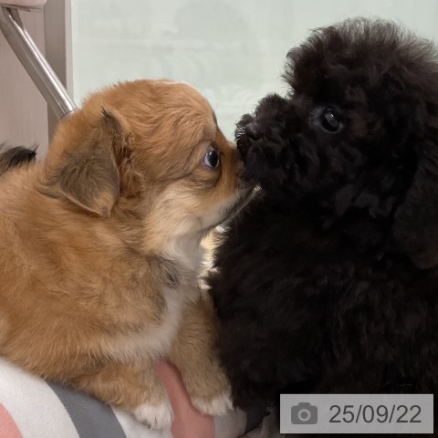チワワの写真