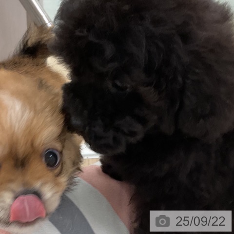 チワワの写真