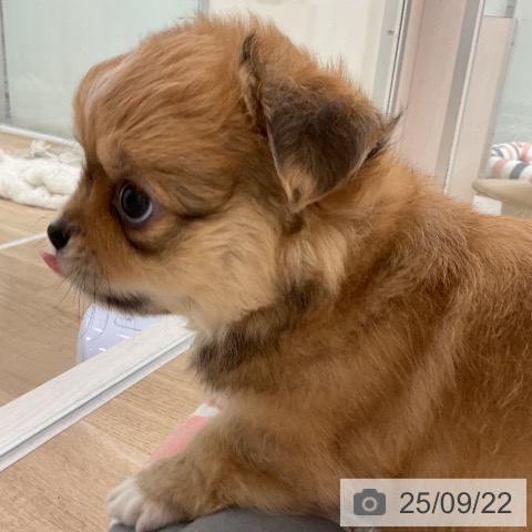 チワワの写真