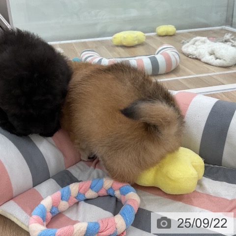 チワワの写真
