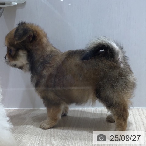 チワワの写真