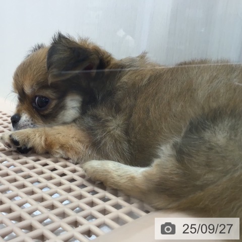 チワワの写真