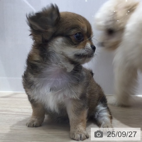 チワワの写真