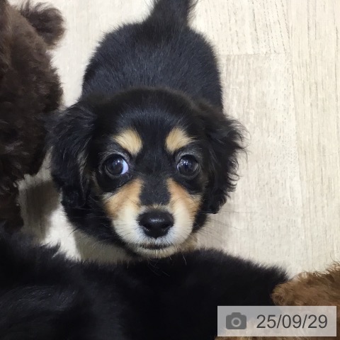 カニーンヘン・ダックスフンドの写真
