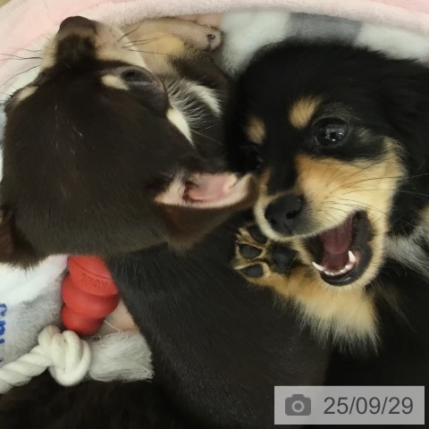 カニーンヘン・ダックスフンドの写真