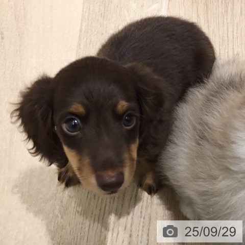 ミニチュア・ダックスフンドの写真