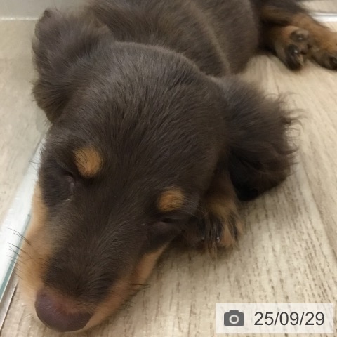 ミニチュア・ダックスフンドの写真
