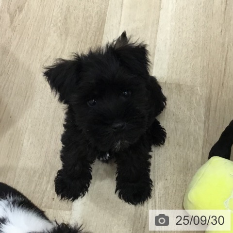 ミニチュア・シュナウザーの写真