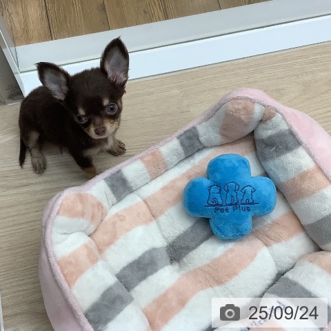 チワワの写真