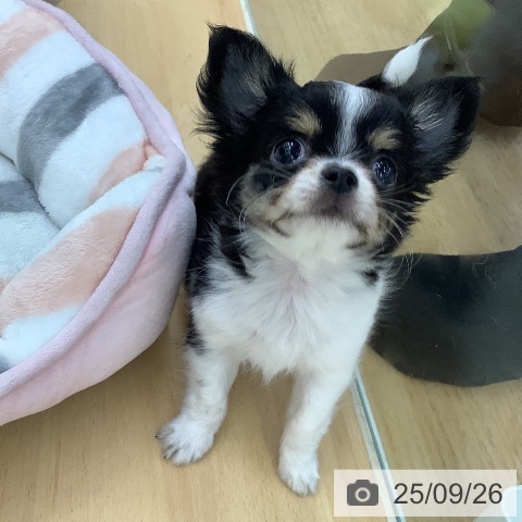チワワの写真