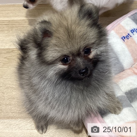 ポメラニアンの写真