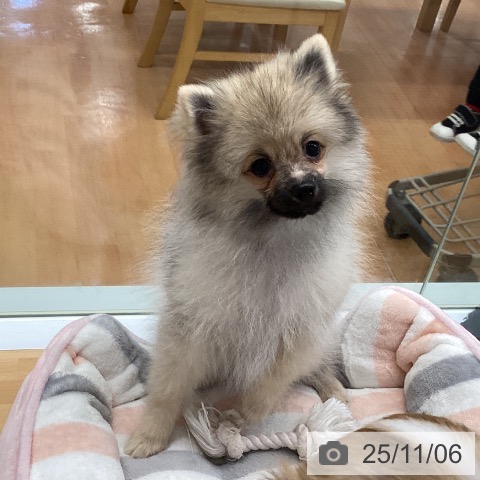 ポメラニアンの写真