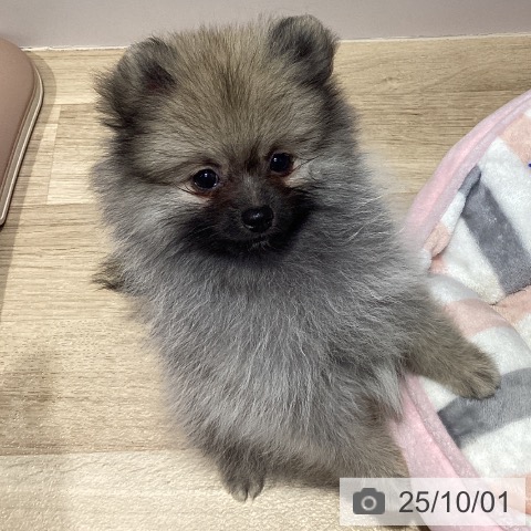 ポメラニアンの写真