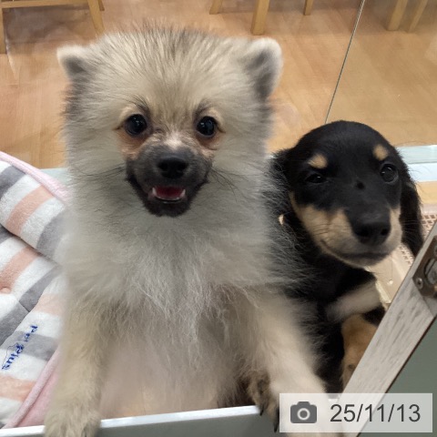 ポメラニアンの写真