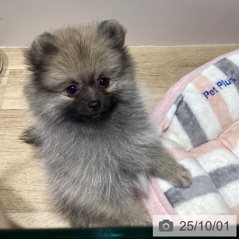 ポメラニアンの写真