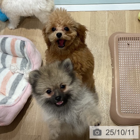 ポメラニアンの写真