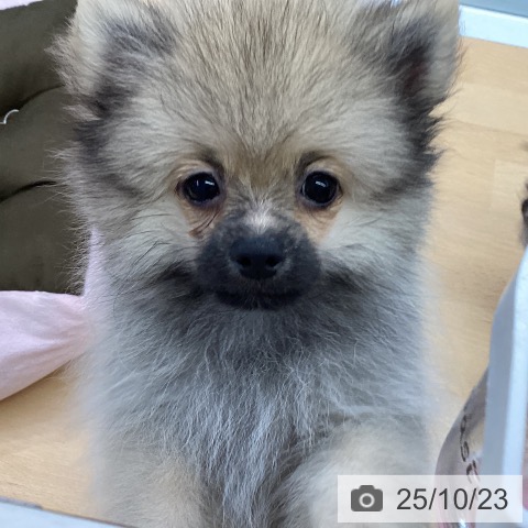 ポメラニアンの写真