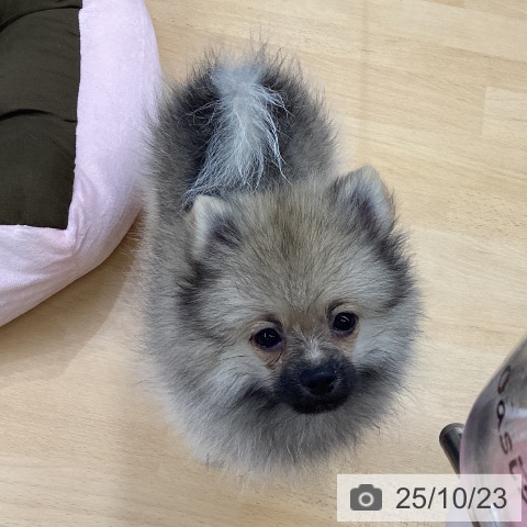 ポメラニアンの写真