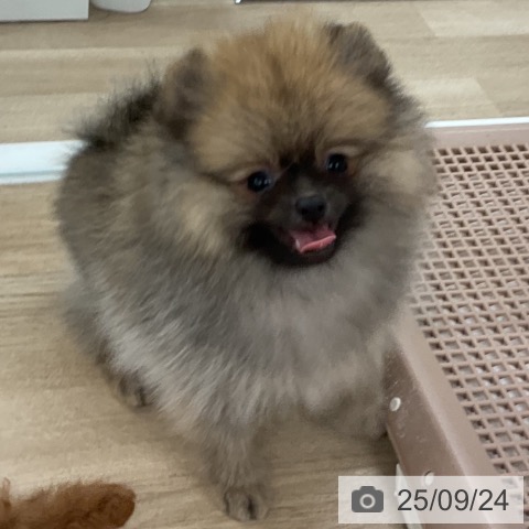 ポメラニアンの写真
