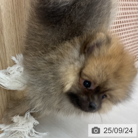 ポメラニアンの写真