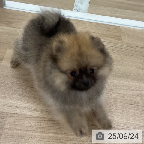 ポメラニアンの写真