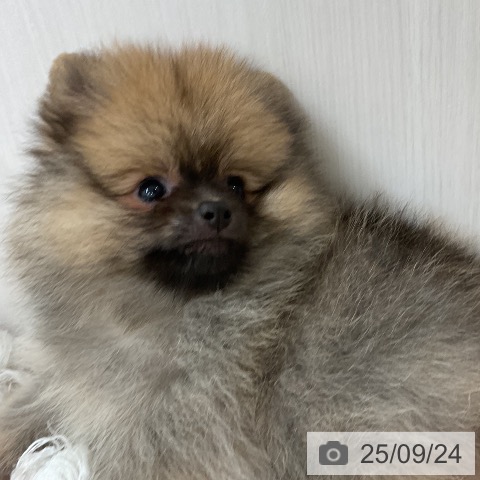 ポメラニアンの写真