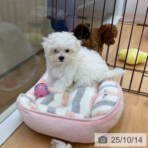 マルチーズの写真