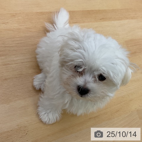 マルチーズの写真