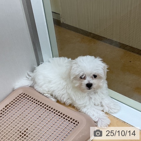 マルチーズの写真