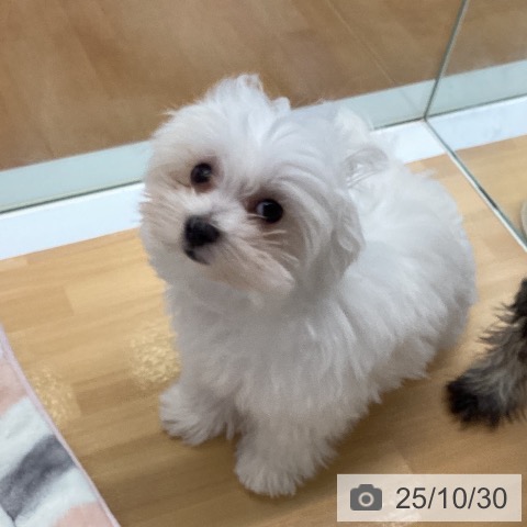 マルチーズの写真