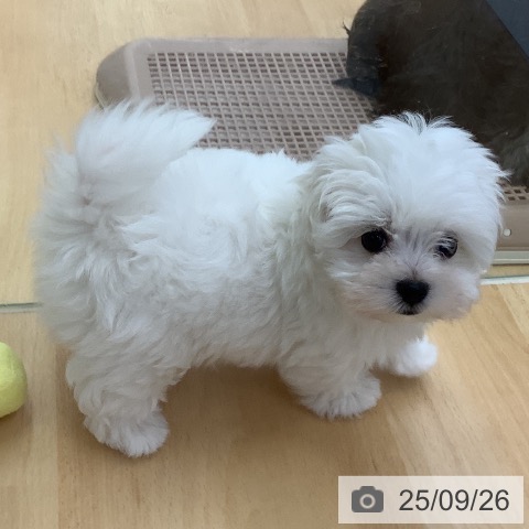 マルチーズの写真