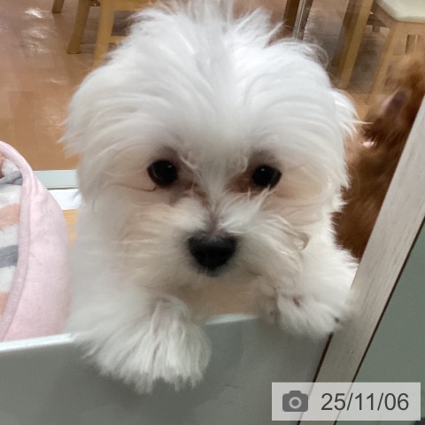 マルチーズの写真