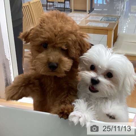 マルチーズの写真