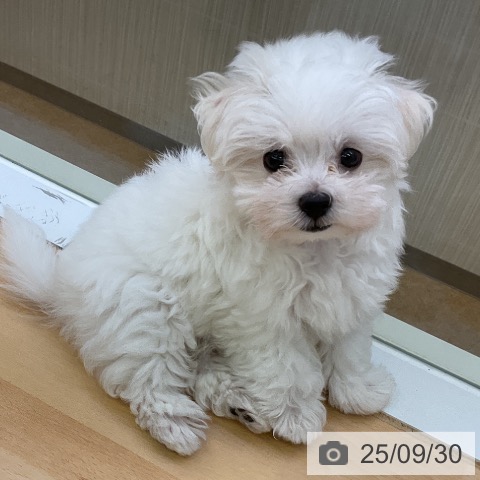 マルチーズの写真