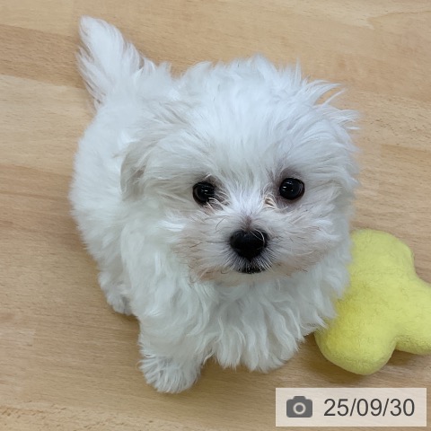 マルチーズの写真