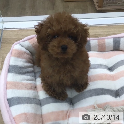 トイ・プードルの写真