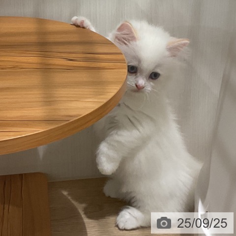 マンチカンの写真