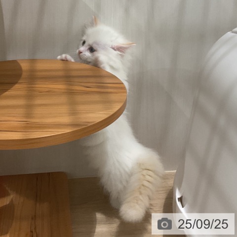 マンチカンの写真