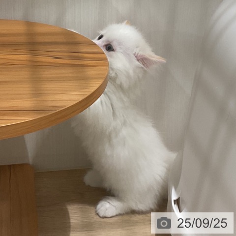 マンチカンの写真