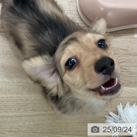ミニチュア・ダックスフンドの写真