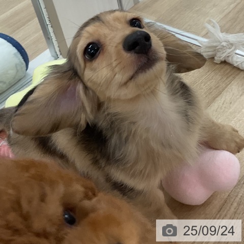 ミニチュア・ダックスフンドの写真