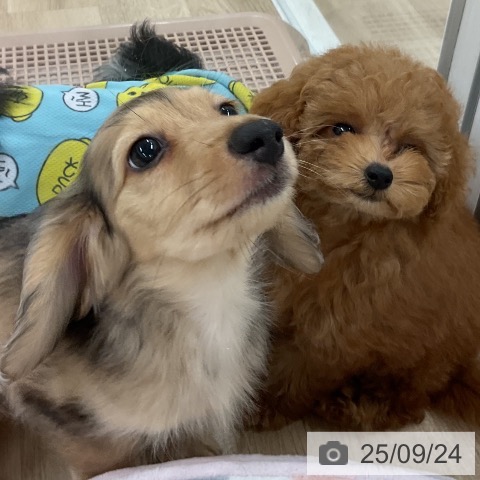 ミニチュア・ダックスフンドの写真