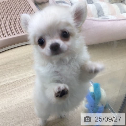 チワワの写真