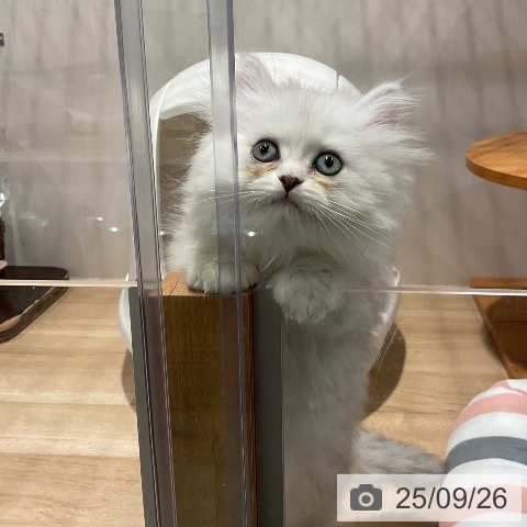 ペルシャの写真
