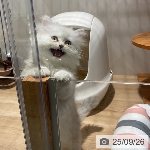 ペルシャの写真