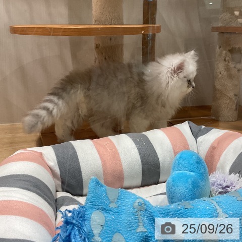 ペルシャの写真