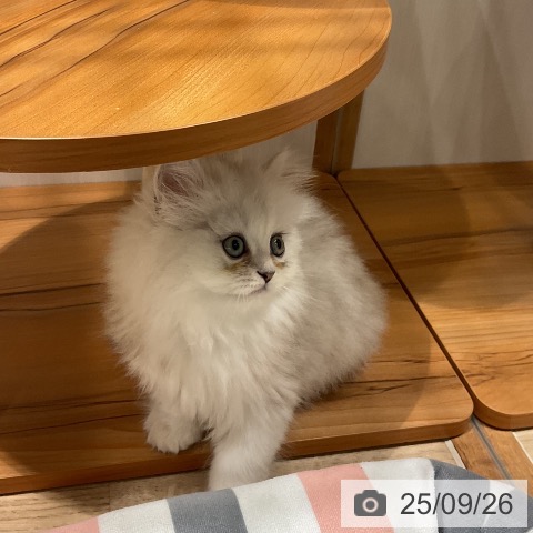 ペルシャの写真