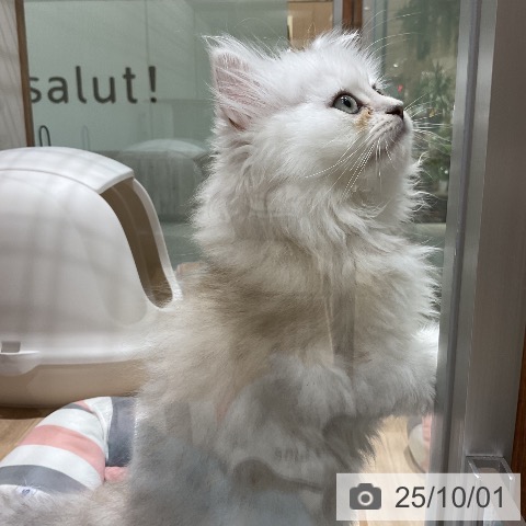 ペルシャの写真