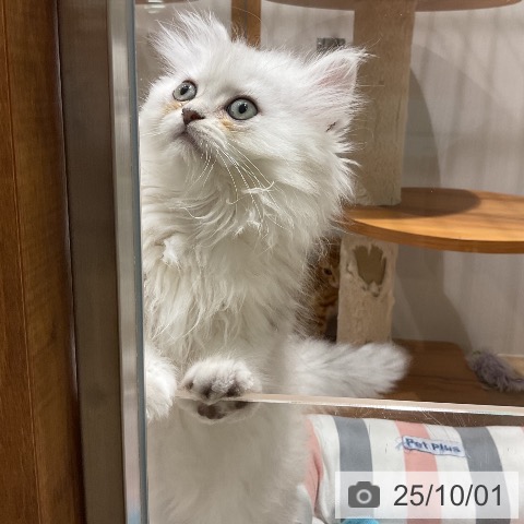 ペルシャの写真